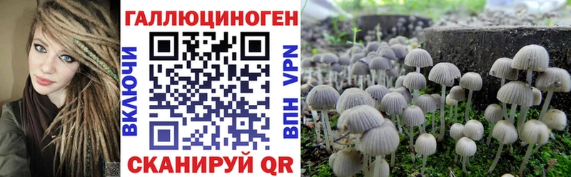 Галлюциногенные грибы Psilocybine cubensis  сколько стоит  Игарка 